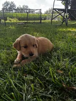 Purple Collar - Female, a male Golden Retriever for sale in Triplett, MO – 3 of 5