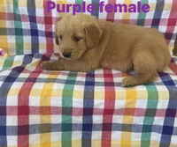 Purple Collar - Female, a male Golden Retriever for sale in Triplett, MO – 1 of 5