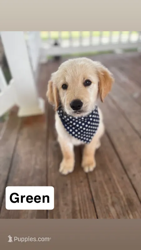 Green Collar- Male  – Golden Retriever puppy for sale in Triplett, MO