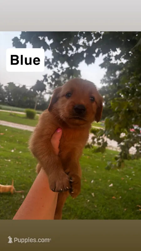 Blue Collar - Male  – Golden Retriever puppy for sale in Triplett, MO