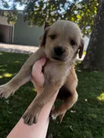 Yellow Collar - Female , a male Golden Retriever for sale in Triplett, MO – 3 of 7