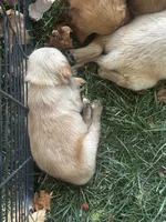 Yellow Collar - Female , a male Golden Retriever for sale in Triplett, MO – 6 of 7