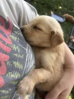 Yellow Collar - Female , a male Golden Retriever for sale in Triplett, MO – 7 of 7