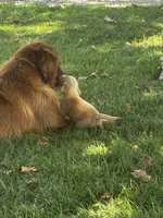 Yellow Collar - Female , a male Golden Retriever for sale in Triplett, MO – 5 of 7