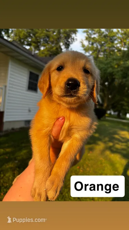 Orange Collar- Male  – Golden Retriever puppy for sale in Triplett, MO