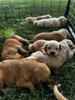 Blue Collar - Male , a male Golden Retriever for sale in Triplett, MO – 2 of 2
