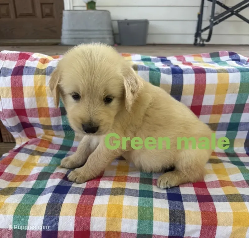 Green Collar- Male  – Golden Retriever puppy for sale in Triplett, MO