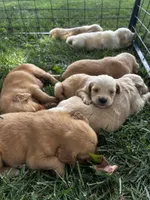 Yellow Collar - Female , a male Golden Retriever for sale in Triplett, MO – 2 of 7