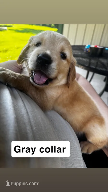 Gray Collar- Male  – Golden Retriever puppy for sale in Triplett, MO