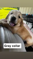Gray Collar- Male , a male Golden Retriever for sale in Triplett, MO – 3 of 5