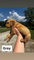 Gray Collar- Male , a male Golden Retriever for sale in Triplett, MO – 5 of 5