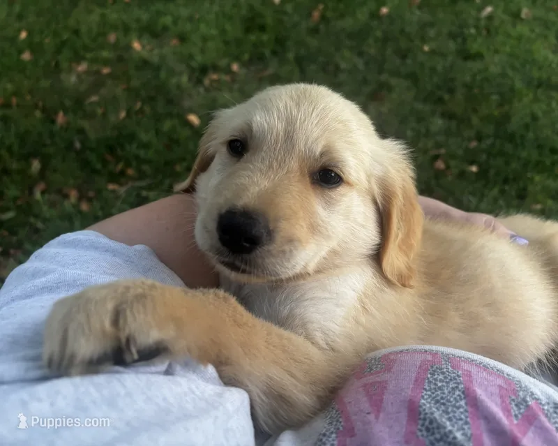 Orange Collar- Male  – Golden Retriever puppy for sale in Triplett, MO