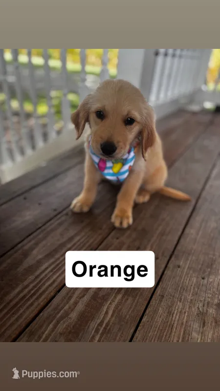 Orange Collar- Male  – Golden Retriever puppy for sale in Triplett, MO