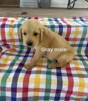 Gray Collar- Male , a male Golden Retriever for sale in Triplett, MO – 1 of 5