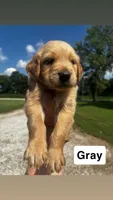 Gray Collar- Male , a male Golden Retriever for sale in Triplett, MO – 4 of 5