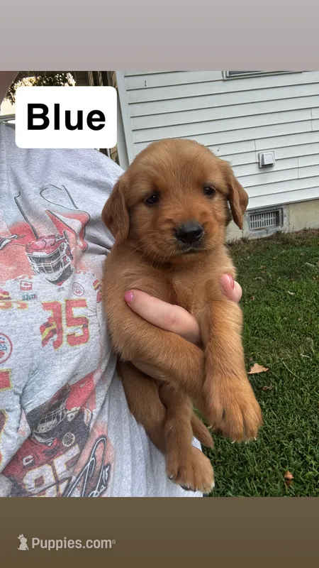 Blue Collar - Male  – Golden Retriever puppy for sale in Triplett, MO