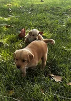 Purple Collar - Female, a male Golden Retriever for sale in Triplett, MO – 4 of 5