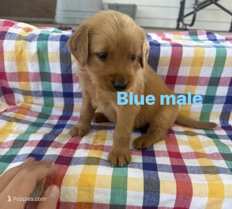 Blue Collar - Male  – Golden Retriever puppy for sale in Triplett, MO