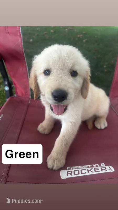 Green Collar- Male  – Golden Retriever puppy for sale in Triplett, MO