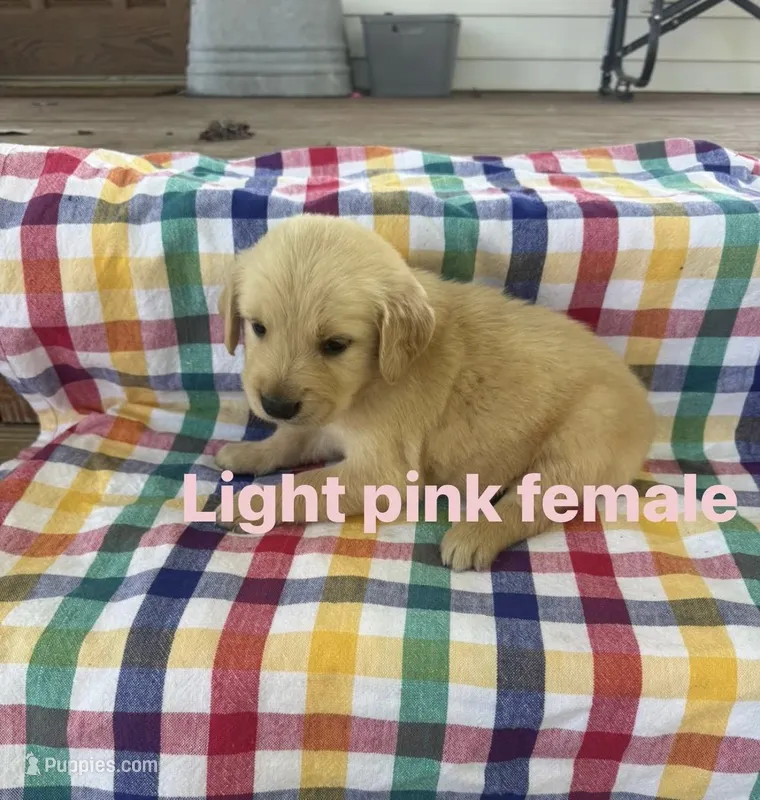 Light Pink Collar- Female  – Golden Retriever puppy for sale in Triplett, MO