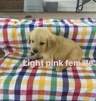Light Pink Collar- Female , a male Golden Retriever for sale in Triplett, MO – 1 of 2