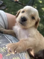 Yellow Collar - Female , a male Golden Retriever for sale in Triplett, MO – 4 of 7
