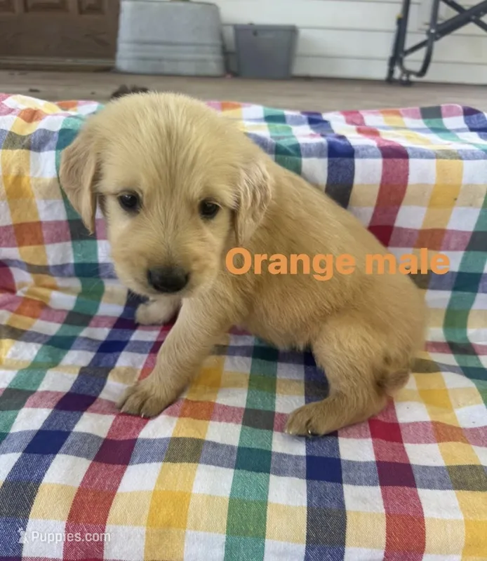 Orange Collar- Male  – Golden Retriever puppy for sale in Triplett, MO