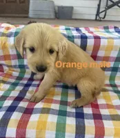 Orange Collar- Male , a male Golden Retriever for sale in Triplett, MO – 1 of 2