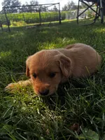 Purple Collar - Female, a male Golden Retriever for sale in Triplett, MO – 5 of 5