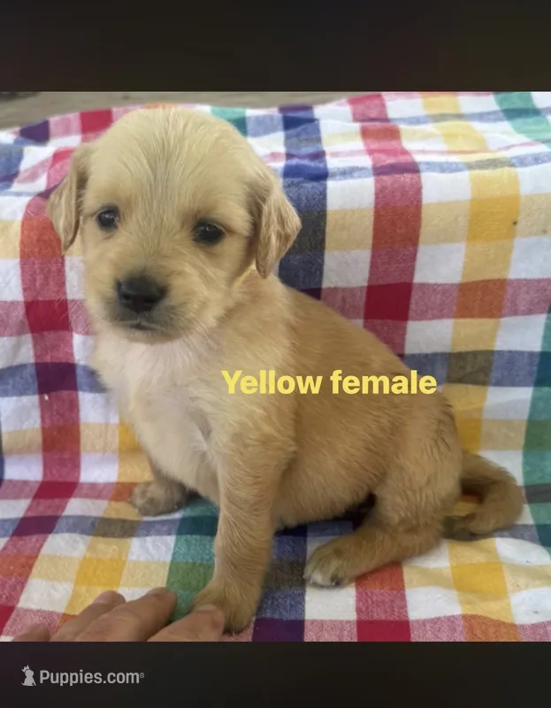 Yellow Collar - Female  – Golden Retriever puppy for sale in Triplett, MO
