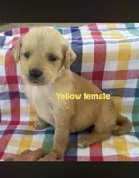 Yellow Collar - Female , a male Golden Retriever for sale in Triplett, MO – 1 of 7