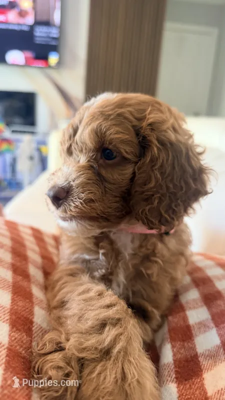 Daisy – Golden Retriever, Poodle - Miniature  puppy for sale in Cape Coral, FL