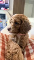 Daisy, a female Golden Retriever and Poodle - Miniature  for sale in Cape Coral, FL – 1 of 3