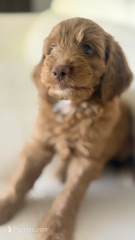 Tobby – Golden Retriever, Poodle - Miniature  puppy for sale in Cape Coral, FL