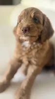 Tobby, a male Golden Retriever and Poodle - Miniature  for sale in Cape Coral, FL – 1 of 6