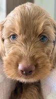 Tobby, a male Golden Retriever and Poodle - Miniature  for sale in Cape Coral, FL – 5 of 6