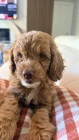 Daisy, a female Golden Retriever and Poodle - Miniature  for sale in Cape Coral, FL – 2 of 3