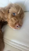Tobby, a male Golden Retriever and Poodle - Miniature  for sale in Cape Coral, FL – 6 of 6