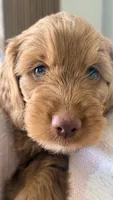 Tobby, a male Golden Retriever and Poodle - Miniature  for sale in Cape Coral, FL – 4 of 6