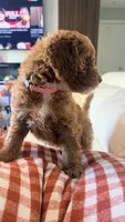 Daisy, a female Golden Retriever and Poodle - Miniature  for sale in Cape Coral, FL – 3 of 3