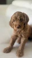Tobby, a male Golden Retriever and Poodle - Miniature  for sale in Cape Coral, FL – 2 of 6