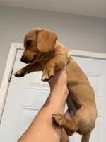 Baby girl , a female Miniature Dachshund for sale in Covina, CA – Photo 4 of 4