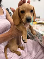 Baby girl , a female Miniature Dachshund for sale in Covina, CA – Photo 3 of 4