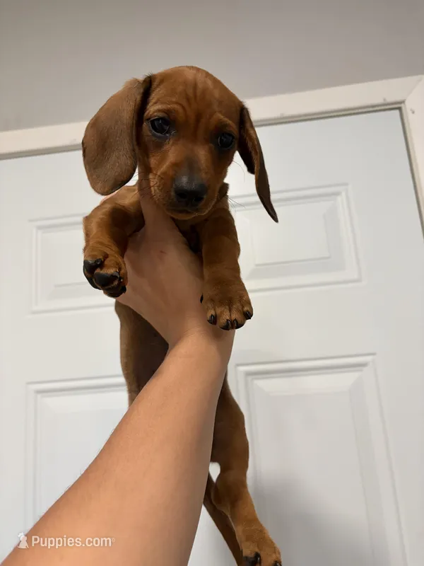 Baby girl  – Miniature Dachshund puppy for sale in Covina, CA