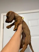 Baby girl , a female Miniature Dachshund for sale in Covina, CA – Photo 2 of 4