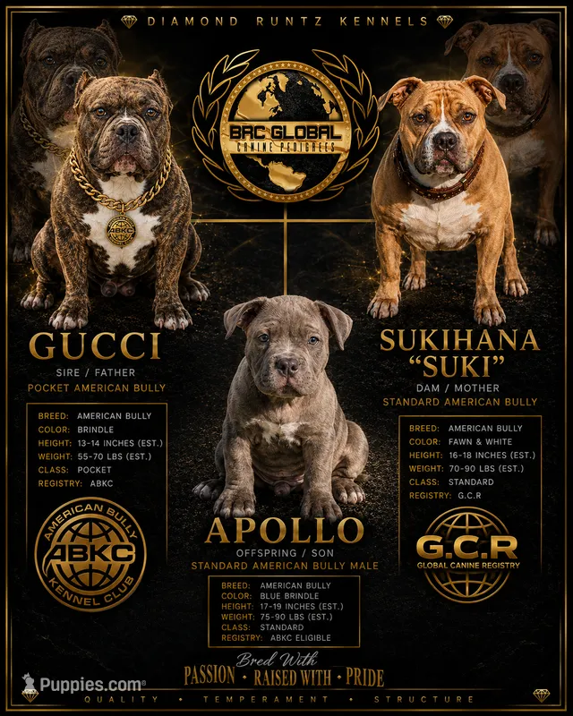 Apollo – American Bully puppy for sale in Las Vegas, NV