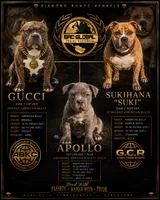 Apollo, a male American Bully for sale in Las Vegas, NV – 1 of 4