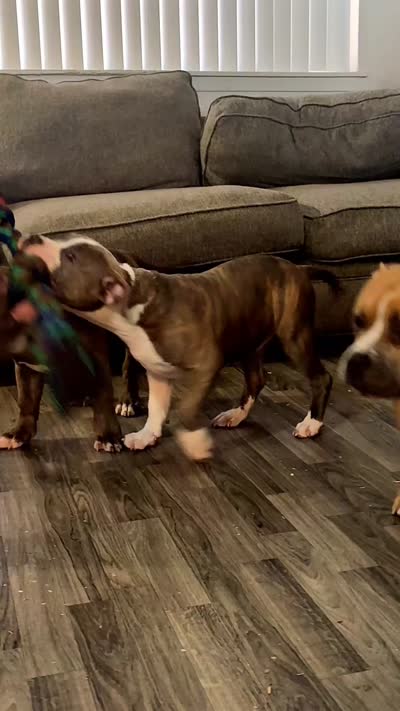 Trippy, a male American Bully for sale in Las Vegas, NV – 4 of 4