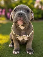 Apollo, a male American Bully for sale in Las Vegas, NV – 2 of 4