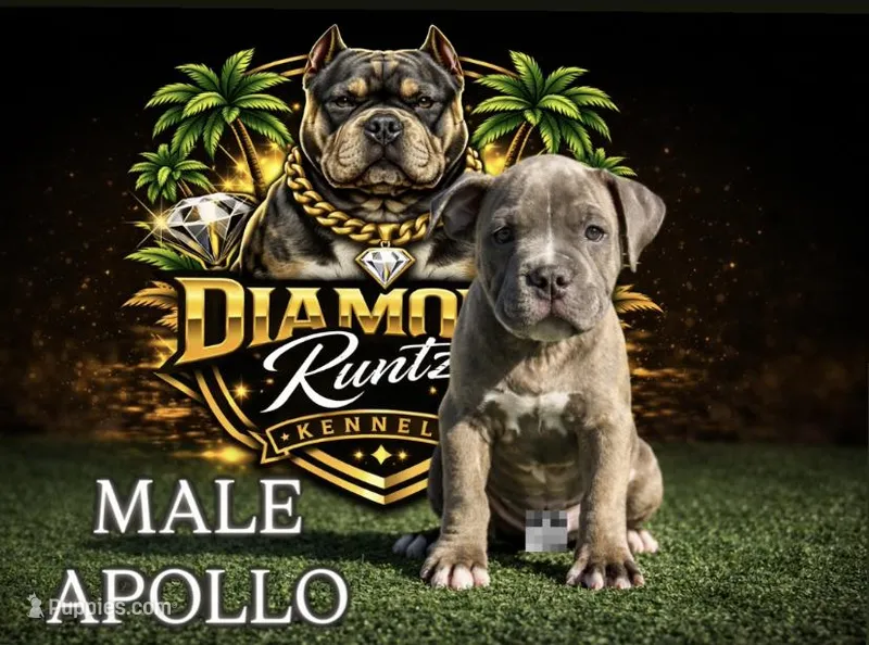 Apollo  – American Bully puppy for sale in Las Vegas, NV